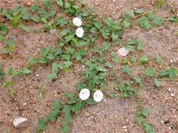 FieldBindweed_thumb.jpg