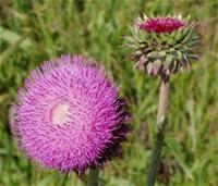 MuskThistleFlower_thumb.jpg